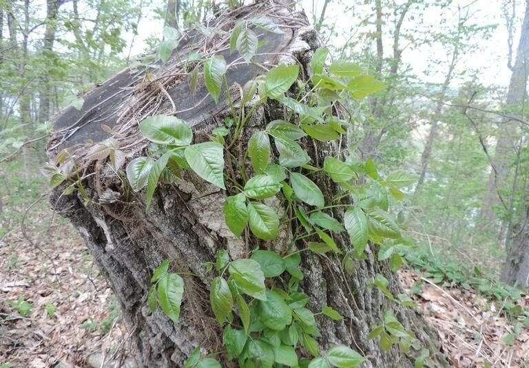 Poison Ivy as it looks growing in the wild.